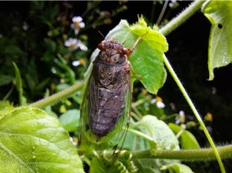 「蟹逅蟬鳴」夏夜探秘 台江夏夜嘉年華3場次開跑