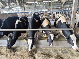 桃園 迎戰紐乳 酪農業籲速推配套