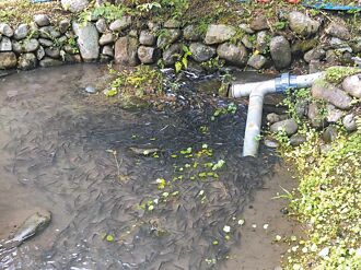 宜蘭 圓吻鯝魚逆流而上 龍潭湖看得到