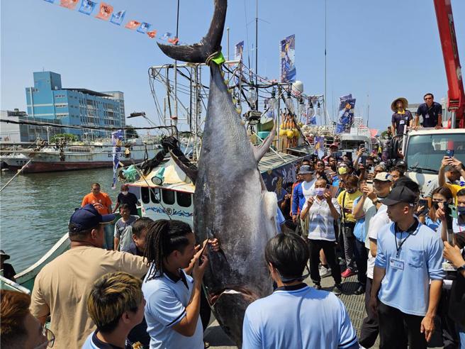 回应黑鲔鱼价格暴跌 陈骏季：每公斤70元为次级品个案（本报资料照）