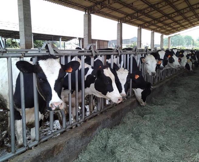 酪農淘汰補助難追溯？ 綠委批「政府不應失信於民」（本報資料照）