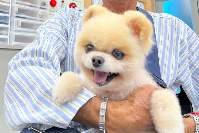 花蓮1名67歲獨居陳姓男子罹患肺腺癌第4期，擔心愛犬「阿吉」無人照養拒絕治療，經醫療團隊接力照顧犬隻，成為牠的「中途之家」，便打開心房接受療程，日前在病況穩定時與阿吉相聚，見其可愛笑容彷彿獲得勇氣，允諾會繼續與病魔對抗，早日一家團圓。（花蓮慈濟醫院提供／羅亦晽花蓮傳真）