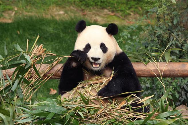 福寶抵達中國後尚未參與任何公開活動，圖為在韓國生活時的福寶（圖／路透社）