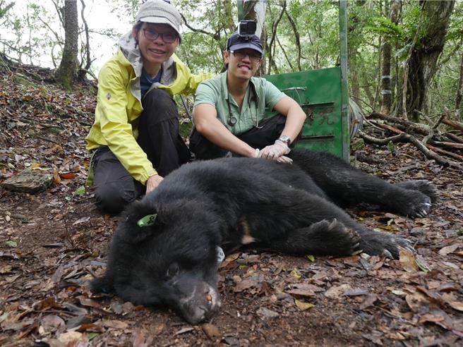 遭枪杀的台湾黑熊，研究项圈编号BB03，当时的体重达100公斤，是一只健康、无缺趾的成年公熊。（玉山国家公园提供／杨静茹南投传真）