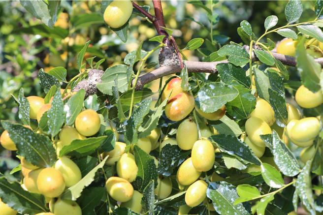 苗栗县公馆乡是台湾唯一红枣专区。（苗栗县政府提供／李京升苗栗传真）