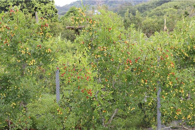 公馆红枣灾情严重。（苗栗县政府提供／李京升苗栗传真）