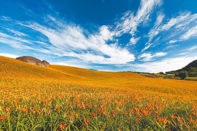 花莲自由行住宿补助6月启动，即日起可查询业者名单。图为花莲金针花季。（花莲县政府提供）