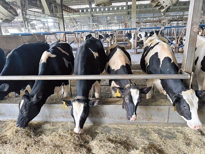 「台纽经济合作协定」预计明年上路，将对本土乳牛场造成极大衝击。（桃园市农业局提供／姜霏桃园传真）