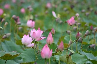 解決長年淹水 高雄典寶溪滯洪池兼顧防災與休閒