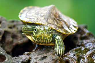 餵烏龜吃火龍果 隔天竟成「紅龜粿」全場震驚
