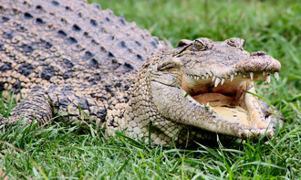 鱷魚叼女屍閒晃 警巡邏當場射殺凶手