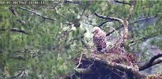全台首次熊鷹巢直播 直擊玉山國家公園「莎倫」的日常