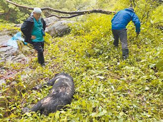 南投 胸口中彈 台灣黑熊慘死瓦拉米步道