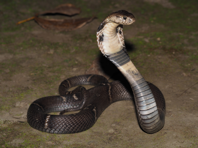 社子島驚傳大量蛇出沒 返家嚇壞：眼鏡蛇在家裡（示意圖:shutterstock/達志）