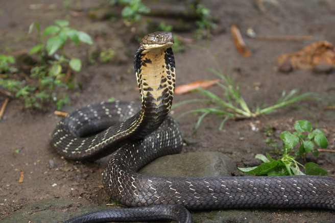 社子島驚傳大量蛇出沒 動保處研判是原因（示意圖:shutterstock/達志）