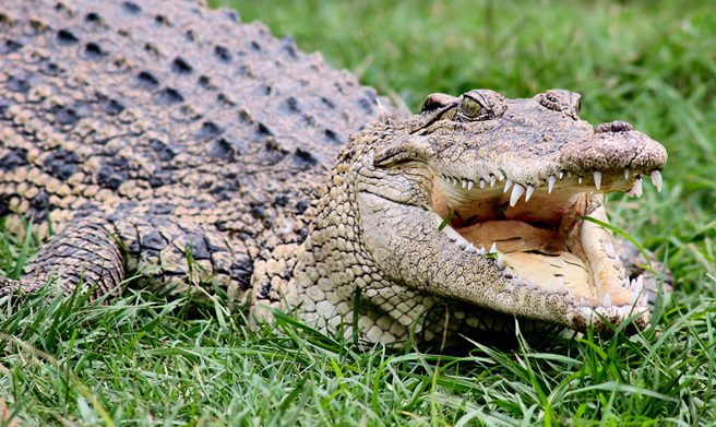 婦人晚間出門散步卻突然失蹤，不料警方隔天卻在鱷魚口中發現婦人屍體。(圖:shutterstock/達志)