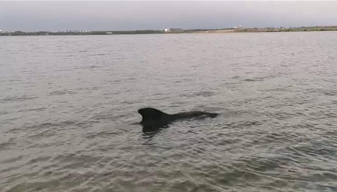 屏東縣東港大鵬灣內近4天來2度看見單隻鯨豚，引起熱議，經成大海洋生物暨鯨豚研究中心研判，應是同隻「離群鯨豚」。（成大海洋生物暨鯨豚研究中心提供／謝佳潾屏東傳真）