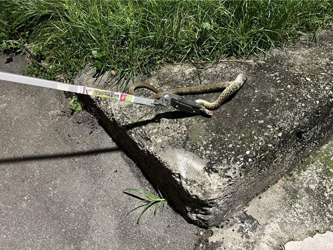 富洲里長陳惠民指出，社子島過去都出沒的蛇都以無毒的蛇種為主，至少在6年前才陸續出現有毒的外來蛇種。（富州里辦公室提供）