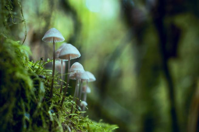 可生物降解的蘑菇包裝，成為塑料包裝環保替代品。(圖片來源/Pexels)