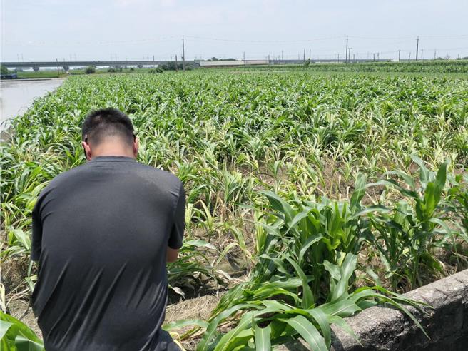 云林县本月28日强降雨造成玉米倒伏，30日云林副县长谢淑亚等人会同农粮署前往土库镇勘灾，农民表示倒伏玉米根部受损，即使採收品质、数量也会受影响，盼农业部启动天灾救助。（张朝欣摄）