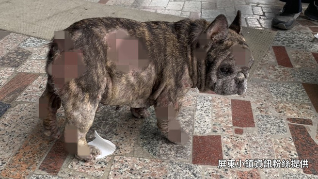 屏東市今日下午發生一起車禍，機車滑行後燒成火團，車上的法鬥犬部分身體也被火紋身。（圖／屏東小鎮資訊粉絲提供）