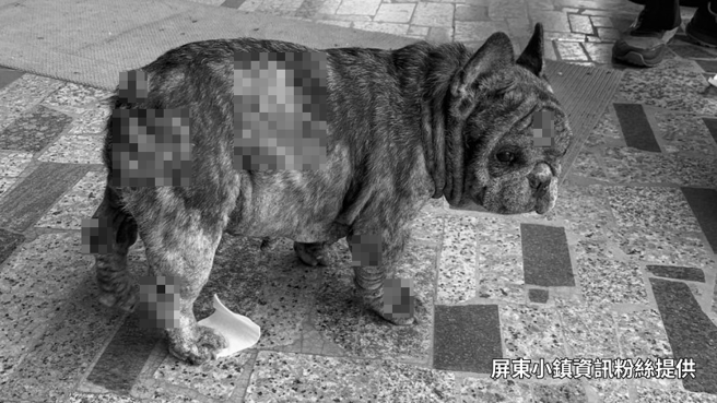 屏东市30日下午发生一起惊悚车祸，林姓男子骑机车载爱犬法斗行经公裕街时，突遭后方来车追撞，机车在翻转数圈后起火，并波及法斗全身是伤。（屏东小镇资讯提供／谢佳潾屏东传真）