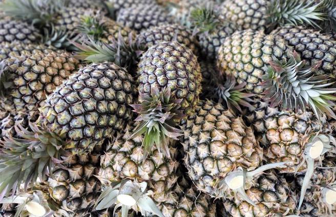 外传我国销韩国凤梨检出象鼻虫科幼虫，韩国宣布从6月3日起至年底加强检疫。（报系资料照）