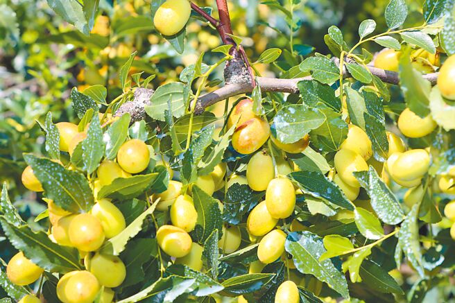 苗栗縣公館鄉盛產紅棗，受到極端氣候影響，今年平均結果率僅4成。（苗栗縣政府提供／李京昇苗栗傳真）