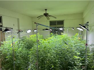西瓜農改種大麻！雲林鄉間民宅查獲442株市價高達 1.3億