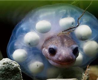 玉管處辦史前神獸特展 阿里山山椒魚護卵行為萌翻了