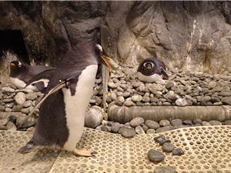 企鵝求婚大作戰 屏東海生館準備「定情鵝卵石」助攻