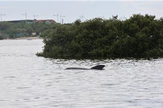 领航鲸大鹏湾现踪迹 海保署呼吁民眾勿靠近勿打扰