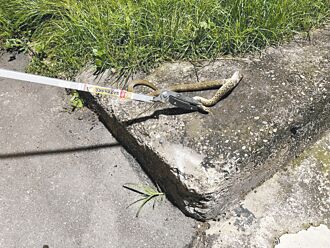 社子岛有蛇 北市拟定机制阻放生