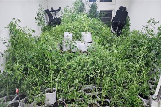制毒集团在二崙乡租民宅种442株大麻遭检警破获。（云林地检署提供）