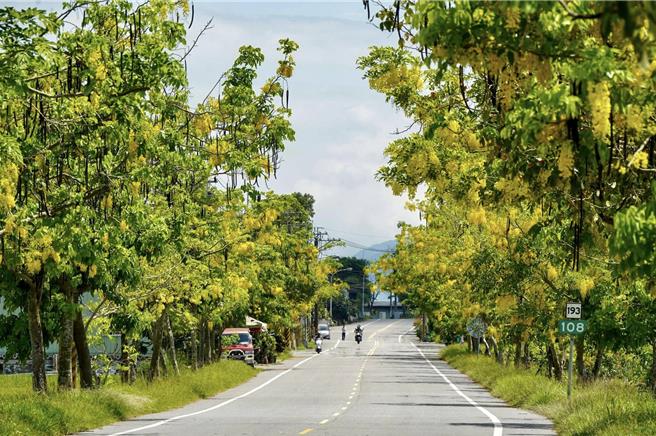 地震衝击东部观光产业，多个县市响应协助到花莲旅游。图为县193县道阿勃勒盛开。（花莲县政府提供／王志伟花莲传真）