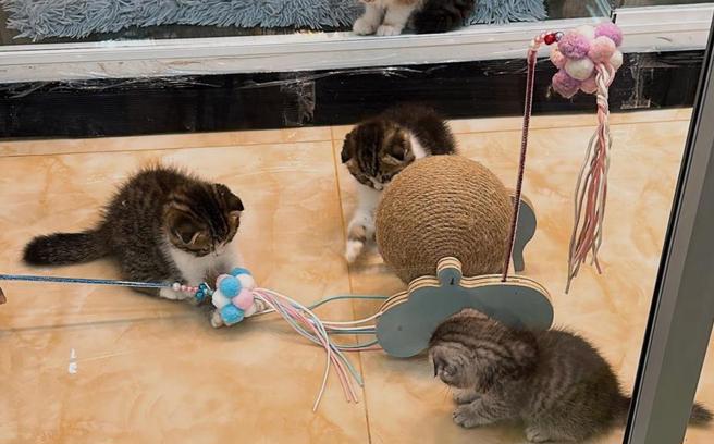 全國推估家貓數為131萬1449隻，較2021年的家貓數87萬801隻，大幅增加50％。（報系資料照）