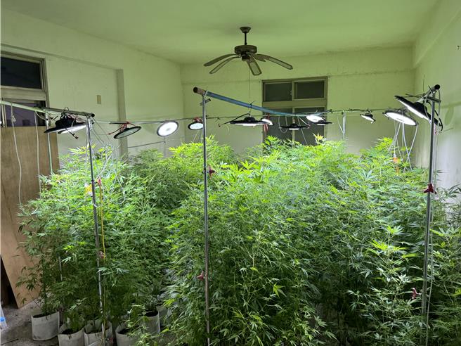 台中市刑大在云林二崙破获大麻栽种场，逮捕44岁王姓主嫌及2名共犯，查扣442株市值约2亿元大麻。（警方提供／王煌忠台中传真）