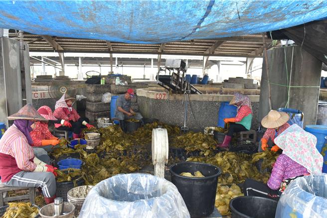 大埤乡的酸菜生产量占全台8成，腌渍过程中的卤水污染是个难解的问题。（云林县府提供）