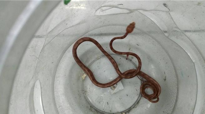 台北市动保处特别呼吁民眾不得有放生动物行为，放生视同弃养动物，可依动物保护法裁处。（黄敬文翻摄）