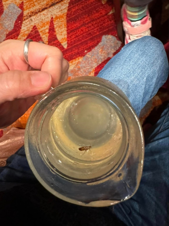 原PO表示，一开始以为是梅子，喝了超过半壶后拿起来一看才发现竟然是活蟑螂。(图／爆料公社)