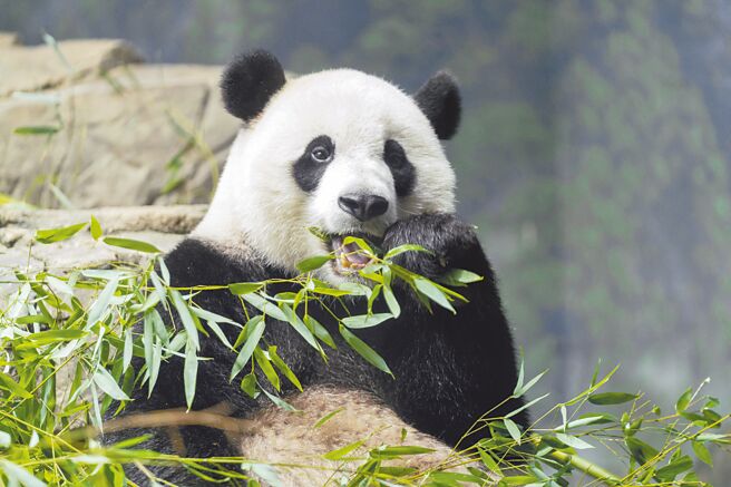 美国去年11月将小奇蹟等3只猫熊归还大陆后，华盛顿史密森尼国家动物园29日宣布，北京将再出借2只给华府。（美联社）