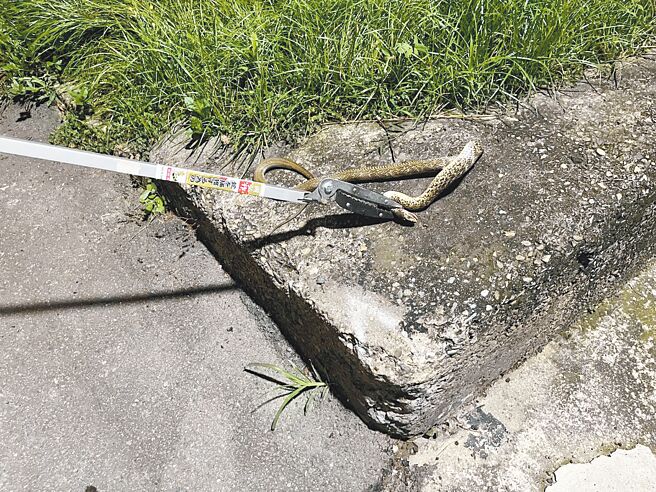 台北市士林区社子岛近日传出有大量的蛇出没。（富洲里长陈惠民办公室提供／黄敬文台北传真）