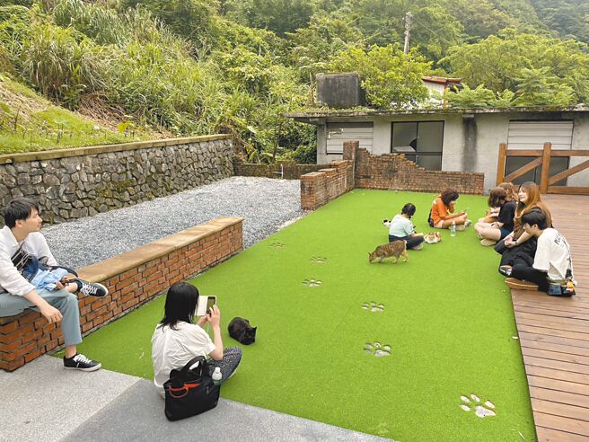 「猴硐貓公所」認養小棧外，經常吸引貓咪駐留，是拍照打卡熱點。（新北市動保處提供／王揚傑新北傳真）