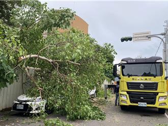 樹木疑染「樹癌」倒塌 自小客停車格內無辜被波及