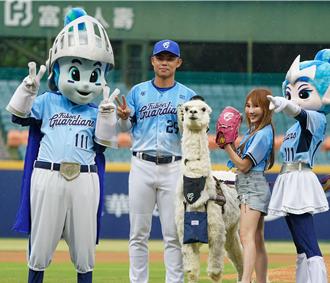 史上第一次　「財富女神」偕羊駝現身球場開球