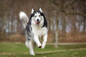 養8年哈士奇突然失控 6周大男嬰睡夢中遭攻擊不治