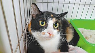 2年激增44萬隻 寵物貓擬強制登記