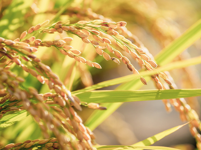 命理師提醒，芒種期間吉凶參半，若想逢凶化吉可配戴老鷹圖騰等飾物，有助提升財運、桃花運、事業運跟官運。(圖:shutterstock/達志)