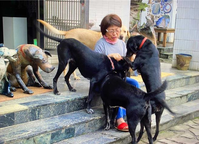陶犬阿嬷家中生活与狗狗温馨互动。（动保处提供）