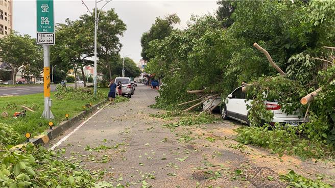 嘉義市舊菸葉廠園區內1棵菩提樹，1日下午突然倒伏，巨大樹身、枝幹壓到圍區外，停在友忠路停車格內2輛自小客車。（嘉義市政府提供∕呂妍庭嘉義傳真）